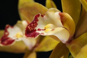 Green and Red Orchid
